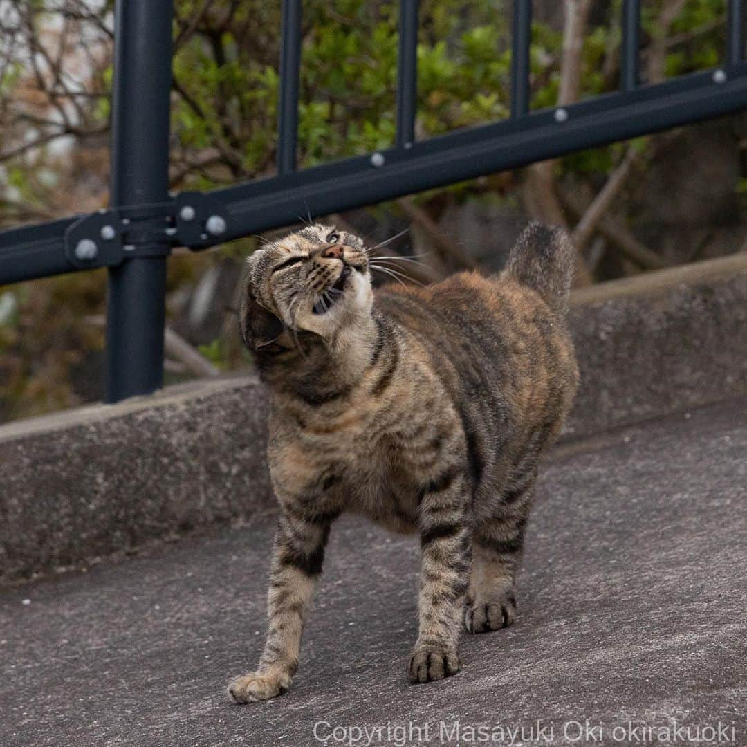 Masayukiさんのインスタグラム写真 - (MasayukiInstagram)「引っ張られる。」10月22日 19時13分 - okirakuoki