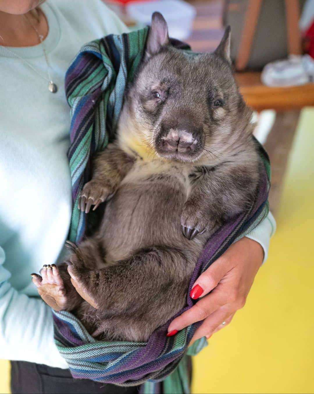 アラン・ディクソンさんのインスタグラム写真 - (アラン・ディクソンInstagram)「Double boop Wombat Anne's nose and donate to them in my bio link!! It's World Wombat Day today! and they need all your help to reach their goal of $100,000.  We got to meet the amazing team at @wombatawarenessorg and they need so much help. So give what you can! We surprised them with $500 and I'll post that video soon along with a lot more wombat cuteness. 😊🐾  Unfortunately wombats are treated really badly in Australia. Might shock you.. Yes you see them happy online and in wildlife parks, but they're being hunted in the wild but nobody talks about it. I have a lot of info to release and a story with @wombatawarenessorg soon.  Click on my bio link and donate to them! They really need it.」10月22日 19時23分 - daxon