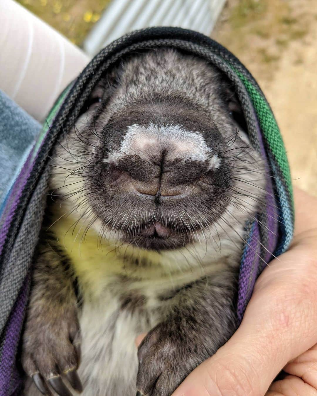 アラン・ディクソンさんのインスタグラム写真 - (アラン・ディクソンInstagram)「Double boop Wombat Anne's nose and donate to them in my bio link!! It's World Wombat Day today! and they need all your help to reach their goal of $100,000.  We got to meet the amazing team at @wombatawarenessorg and they need so much help. So give what you can! We surprised them with $500 and I'll post that video soon along with a lot more wombat cuteness. 😊🐾  Unfortunately wombats are treated really badly in Australia. Might shock you.. Yes you see them happy online and in wildlife parks, but they're being hunted in the wild but nobody talks about it. I have a lot of info to release and a story with @wombatawarenessorg soon.  Click on my bio link and donate to them! They really need it.」10月22日 19時23分 - daxon