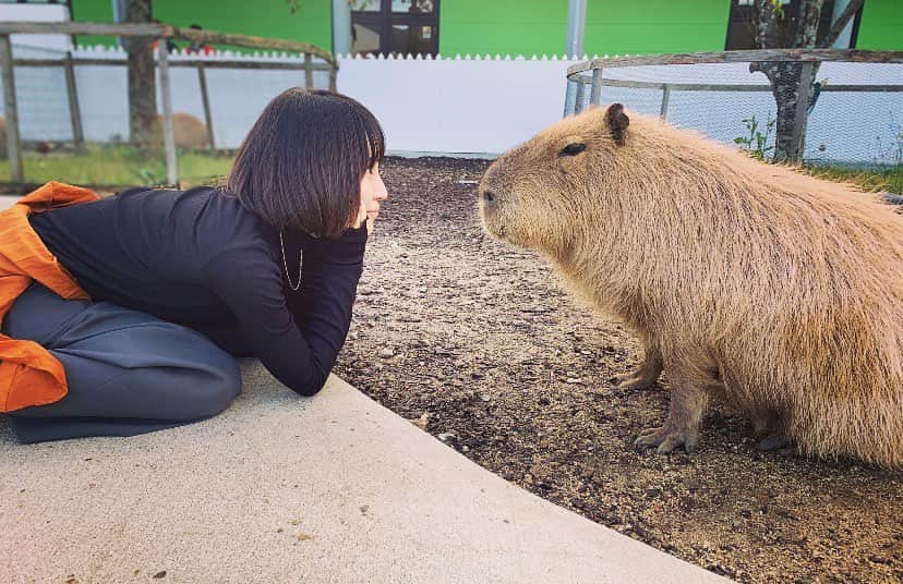 のインスタグラム：「カピバラとのひと時 (合成感あるけど合成じゃないよ) 次はハシビロコウ！君に決めた！ 、 #ファームランド #カピバラ #アルパカ #アニマル #動物好きな人と繋がりたい」