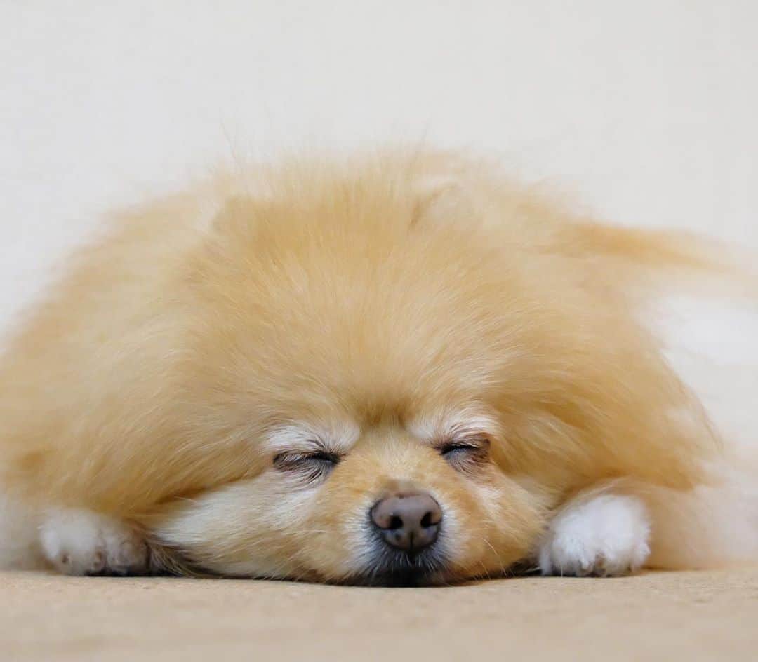 Hanaさんのインスタグラム写真 - (HanaInstagram)「ぷすぷすぷす😪💤 * 可愛いスフィンクス💕 * * ブログ更新しました♪ http://kedamakyoudai.blog.jp/ #Pomeranian#pom#pompom#pomstagram#pets#dogs#doglover#dogsofinstagram#dogstagram#Japan#Kawaii#fluffydog#ポメラニアン#犬#いぬら部#pecoいぬ部#포메라니안#もふもふ#ふわもこ部#cute#cutedog#funny#funnydog#いぬのきもち#犬と猫#ライブドアインスタブロガー」10月22日 19時20分 - mofu2family