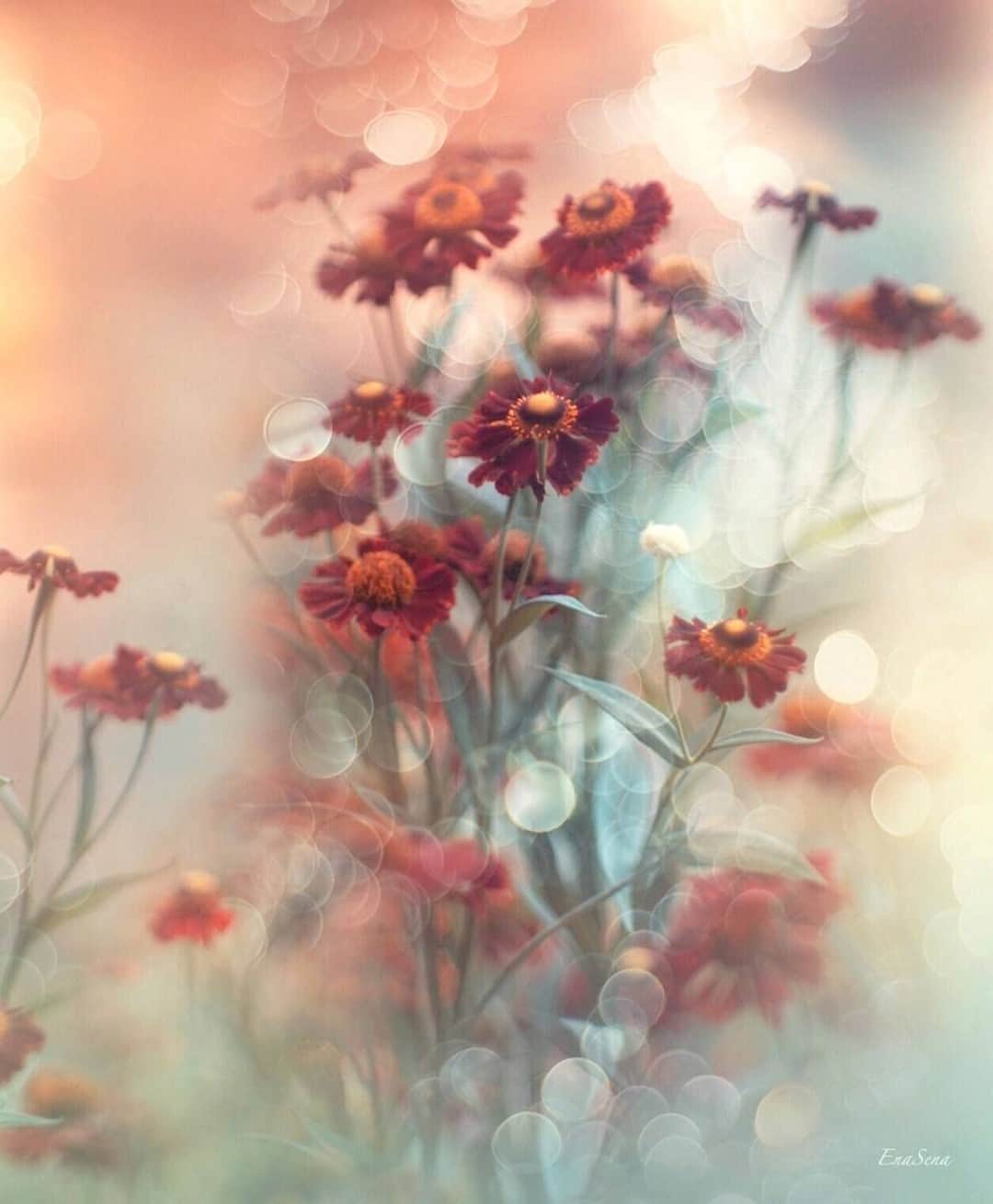 花の写真館のインスタグラム：「Photo by @ena.s.ena.⠀ https://instagram.com/ena.s.ena/⠀ .⠀ Original Post[投稿いただいたURL]⠀ https://www.instagram.com/p/CFNVixfMqTm/⠀ .⠀ 本アカウントは、 #私の花の写真 をつけてInstagramに投稿された皆さまの花の写真や、「花の写真館」Facebookページで投稿された花の写真を紹介します。⠀ 「花の写真館」Facebookページは、「 @floral.photograph 」のプロフィールにあるURLからご覧ください。⠀ .⠀ ※各自、政府、自治体など公的機関の指示に従った行動をお願いします。⠀⠀ 東京カメラ部および分室では、写真を「見る楽しみ」を提供することを通して、微力ながら皆様にわずかな時間でも癒しをお届けしたいと思っております。⠀ ※本アカウントは東京カメラ部がFacebook、Instagramのサービスを利用して運営しているもので、Facebook社・Instagramとは一切関係ありません。⠀ .⠀ #花の写真館 #floralphotograph #floralphoto #flower #flowers⠀ Follow: @floral.photograph」