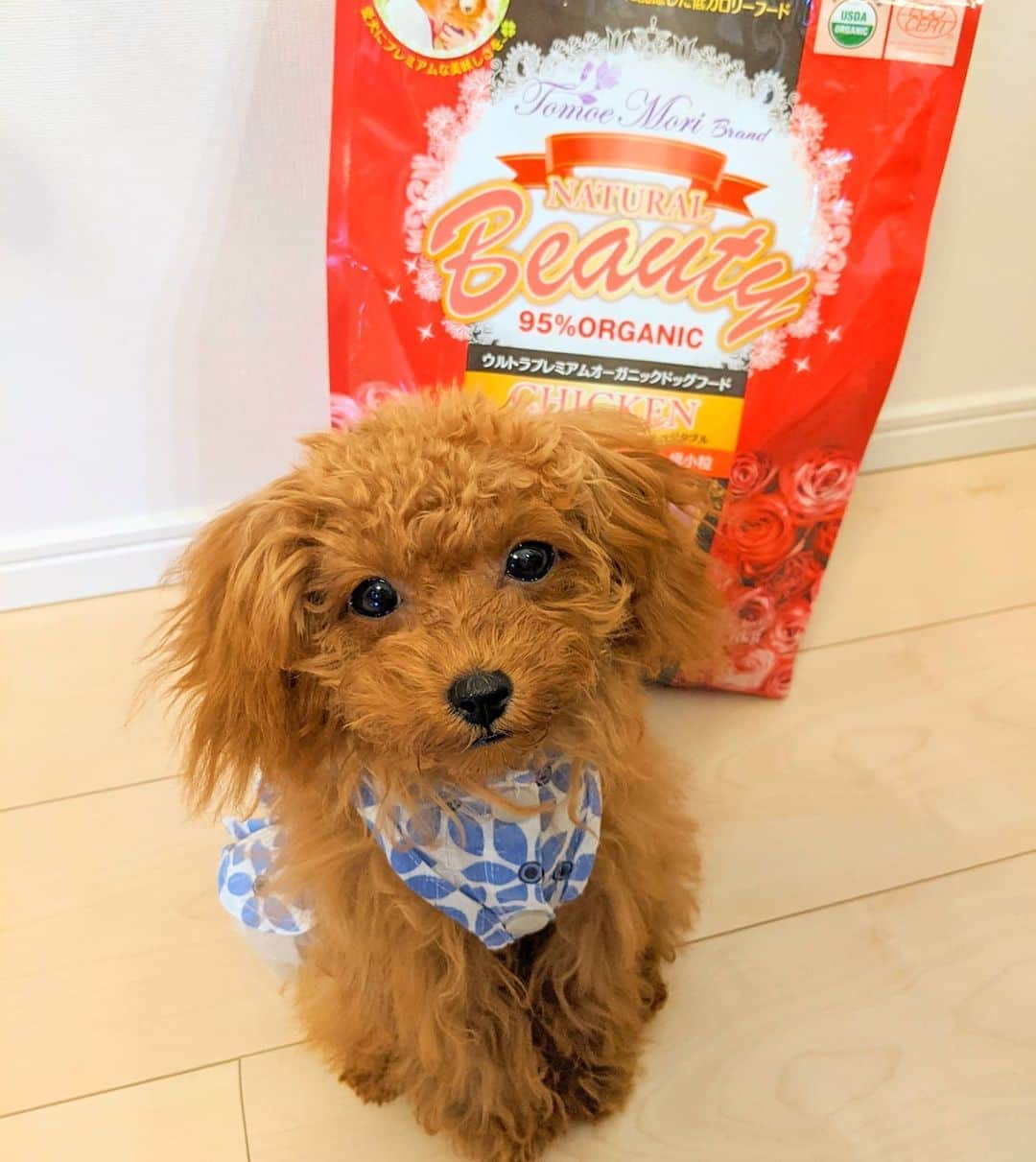 雨宮めるさんのインスタグラム写真 - (雨宮めるInstagram)「. 私ばかりお家ご飯で贅沢してても寂しいので  愛犬ルナちゃんに @petsalon.ms 【オーガニックドッグフードCHIKEN】  オーガニックチキン＆有機野菜でできていて オーガニック認証をアメリカとヨーロッパでダブル取得した世界品質を保証されたドッグフード、らしいです✨  中で200g小袋に分けられているので持ち歩きも便利  とりあえずうちの子はこれに夢中らしいです😂→3枚目  #ペットサロンエムズ #オーガニックドッグフード #ドッグフード #犬の健康 #いぬごはん #犬ごはん #今日のワンコ #小型犬用 #愛犬動画 #動物癒し動画 #子犬動画 #トイプードル #トイプードル女の子 #食いしん坊犬 #toypoodle #toypoodlegram #toypoodlepuppy #puppy #puppydog #puppylife #pr #puppystagram」10月22日 19時41分 - amamiya_melty