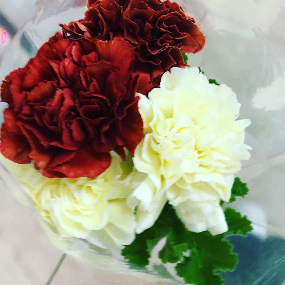富田麻帆さんのインスタグラム写真 - (富田麻帆Instagram)「カーネーション♡ 赤い方がピエット 少し黄色い方がポリミア  今回のお花はコレにしました♡  #カーネーション #お花」10月22日 19時38分 - maho_tomita6261