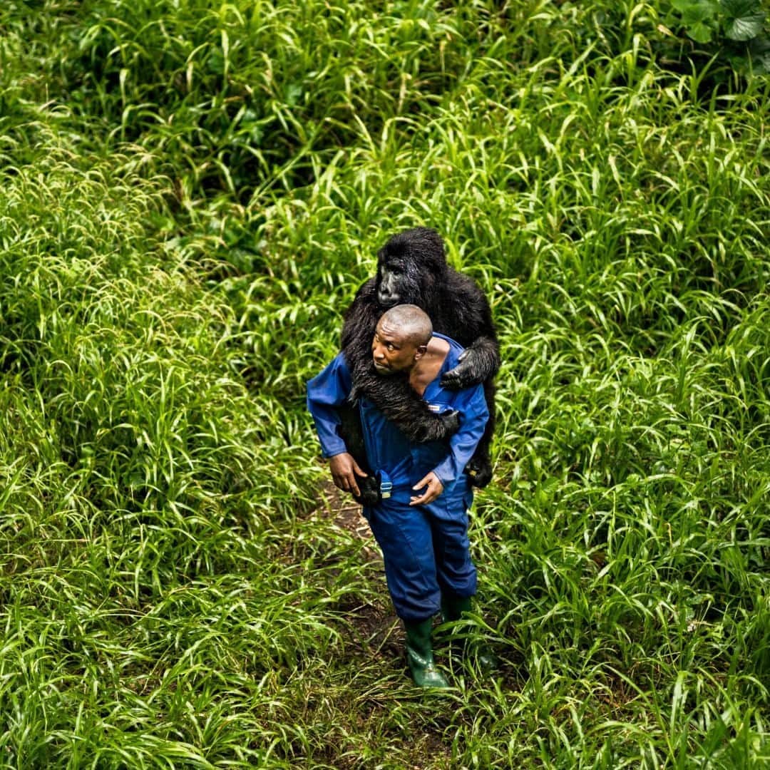 のインスタグラム：「Photo by @michaelchristopherbrown / Andre Bauma carries an orphaned gorilla at the Senwekwe Gorilla Orphanage Center, home to orphaned mountain gorillas from Virunga National Park, in the Democratic Republic of the Congo. Senkwekwe is the world’s only facility that harbors orphaned gorillas that lost parents during the Congo wars and uprisings, and gives the gorillas a second chance at life. Among the most protected areas of Africa and the continent's first national park, Virunga was designated  a UNESCO World Heritage site in 1979. It's home to active volcanoes and hundreds of endemic species including the eastern gorilla and the golden monkey. While living in Goma, I spent much time traveling through the lush, remote 3,000-square-mile area, full of grandeur. Virunga made headlines recently when 12 of its park rangers were killed while protecting people and animals in the park, ever at the mercy of poachers, militias, and others looking to take advantage of park resources. Follow @michaelchristopherbrown for more human stories from around the world.」