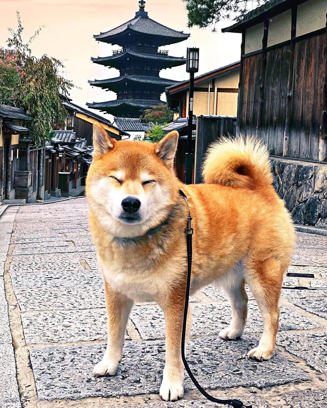 まる（まるたろう）さんのインスタグラム写真 - (まる（まるたろう）Instagram)「It’s very Japanese scenery, isn’t it?✨🐶✨日本犬っぽくしちゃおっかな〜 #京都の思い出 #ここどこだったっけかな #八坂の塔かな🤔 #密じゃなくてよかった」10月22日 19時51分 - marutaro