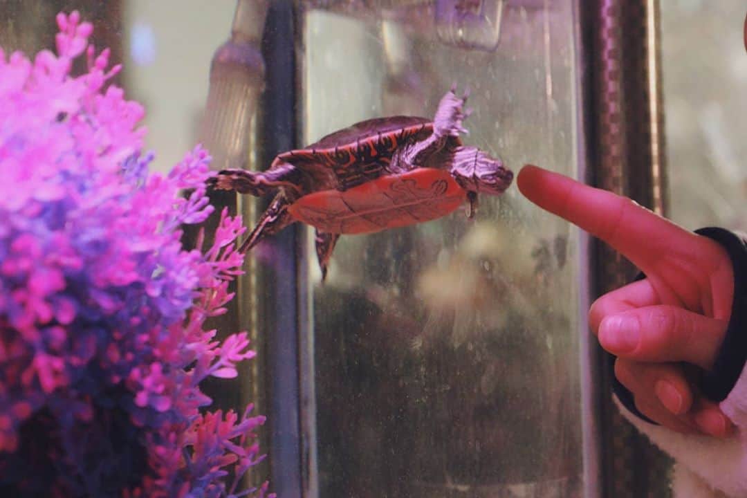 のインスタグラム：「오늘 만난 거북이🐢 사실 작가가 약간 꼬부기상임.」