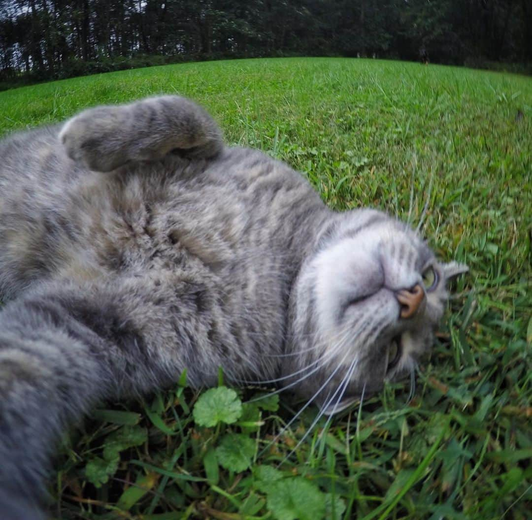 マニーのインスタグラム：「Good morning 😃 #lazycat #GoPro」