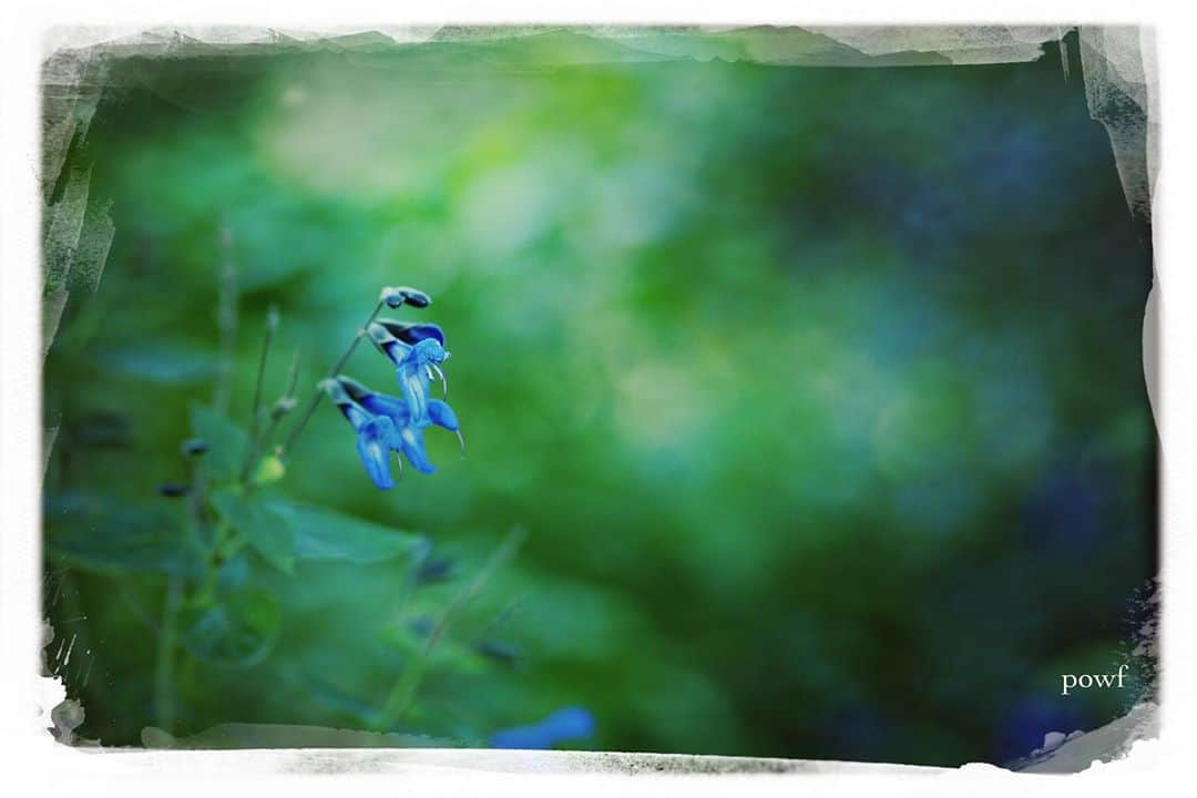 anemone_69さんのインスタグラム写真 - (anemone_69Instagram)「. #meadowsage #メドウセージ . #DreamCanvas_powf . . .」10月22日 20時19分 - powf