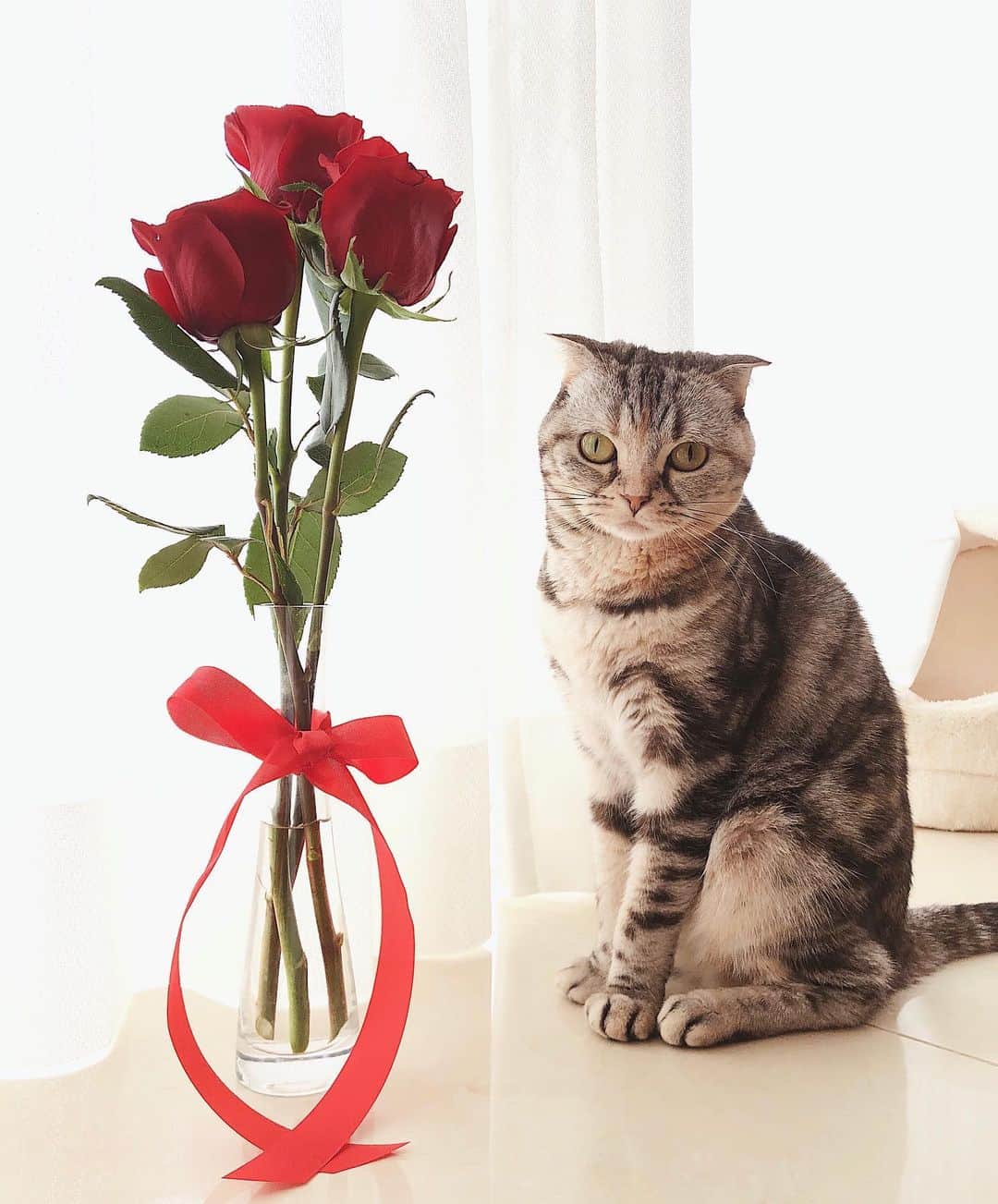 酒匂彩名さんのインスタグラム写真 - (酒匂彩名Instagram)「: 3rd anniversary of marriage 💍✨ : #marriage #thankyou  #love #cat」10月22日 20時27分 - ayanasakoh