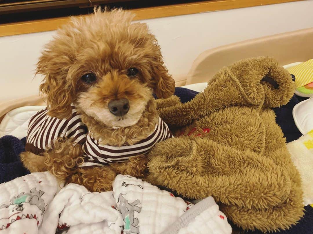 石川龍のインスタグラム：「ほぼ同化笑 どこからどこまでまめですか？  #まめきち #トイプードル #トイプードル女の子  #toypoodle  #toypoodlegram  #toypoodlelove」
