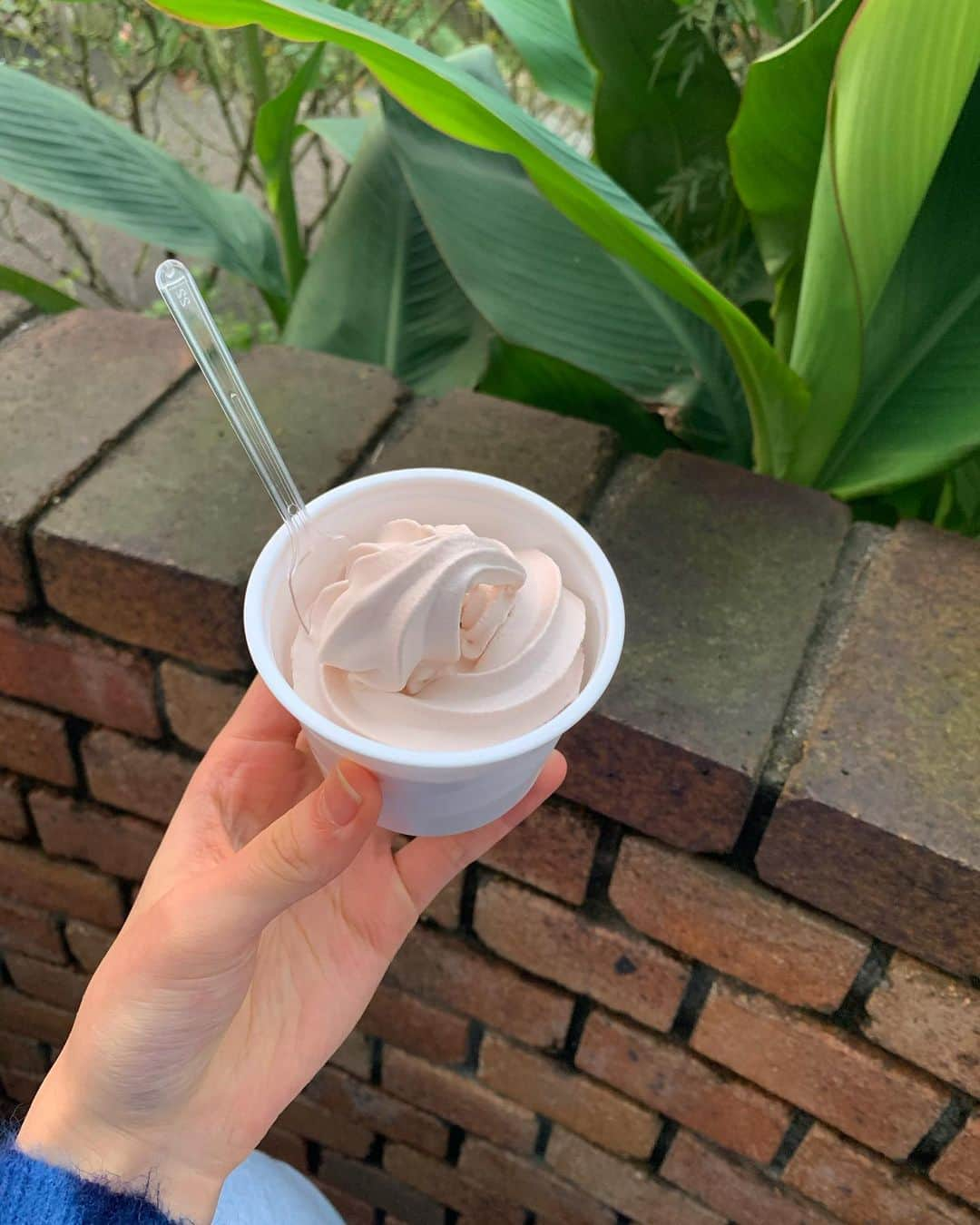 藤本林花美愛さんのインスタグラム写真 - (藤本林花美愛Instagram)「Rose ice cream🌹  小さい頃にダディが教えてくれたお店 この間久しぶりに食べて感動した🥺笑」10月22日 20時44分 - lily_1001_official