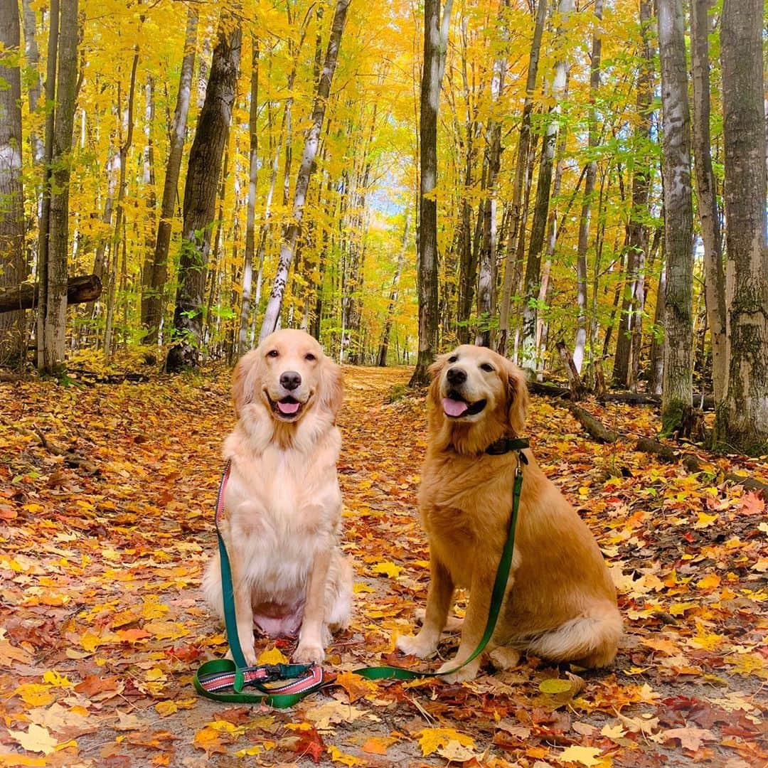 ダニエル・ヘニーさんのインスタグラム写真 - (ダニエル・ヘニーInstagram)「Soul mates.  These two...enjoying the beautiful Michigan autumn together with their professional photographer @matt.marquette #roscoeandjulliette」10月22日 20時53分 - danielhenney