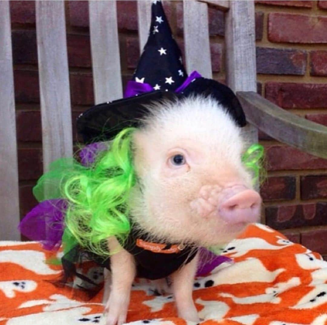 Priscilla and Poppletonさんのインスタグラム写真 - (Priscilla and PoppletonInstagram)「Throwback to itty, bitty me on my first Halloween seven years ago. I was an only pig then. It’s so much more fun dressing up with my family these days. Any guesses what we are going to be this year?🐷🧡🖤#firsthalloween #tbt #babyprissy #PrissyandPop」10月22日 21時00分 - prissy_pig