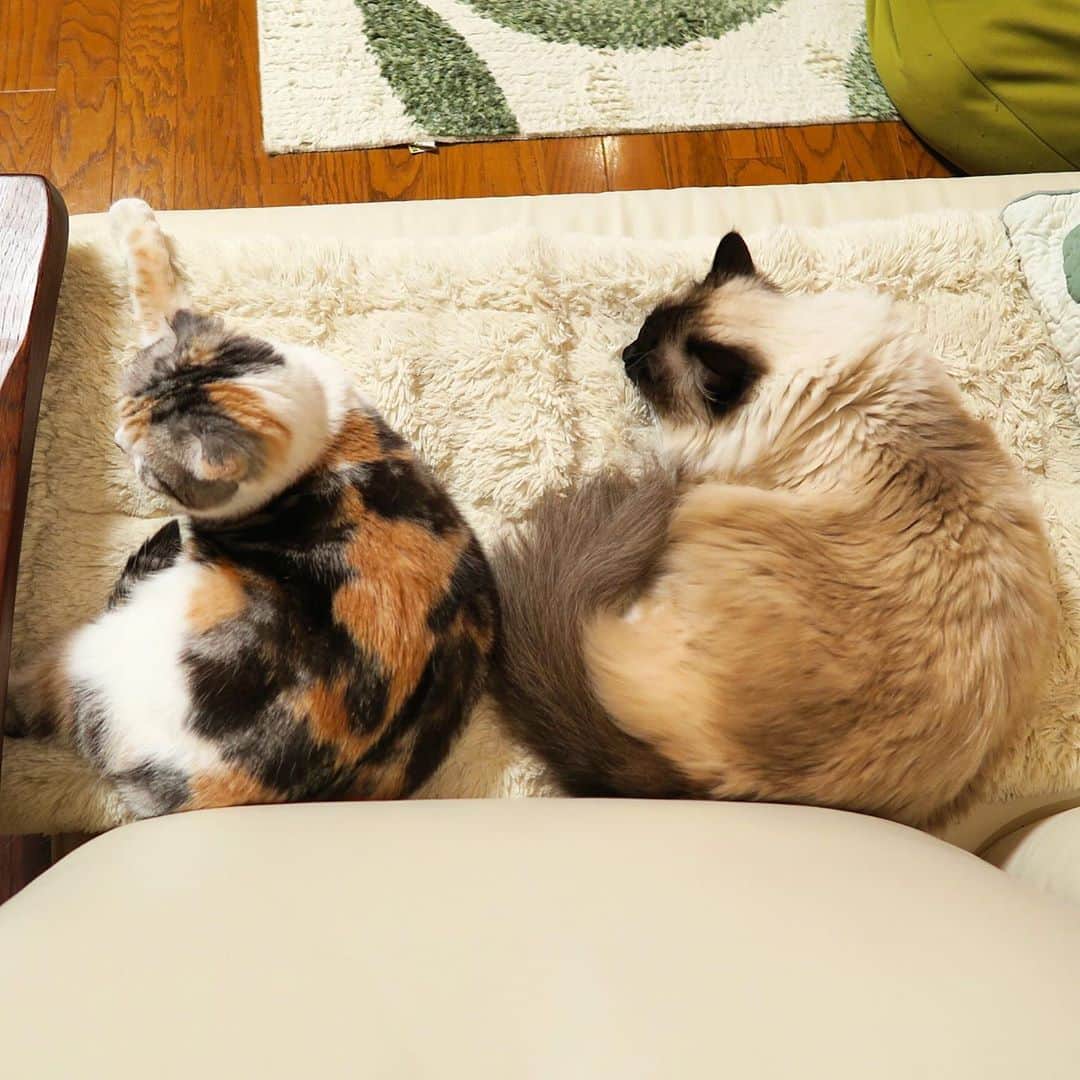 takegaeruのインスタグラム：「ちょっとレアなシンクロ写真😽😽  #cat #scottishfold #猫 #スコティッシュフォールド #三毛スコ友の会 #ragdoll #ラグドール #ホワイトポッチーズ」