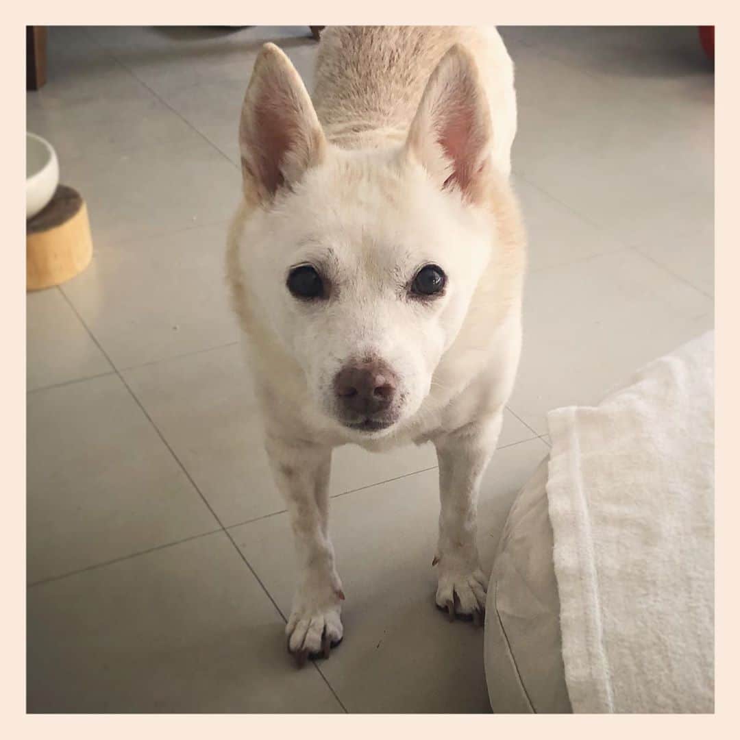 パンといっぴきのインスタグラム：「#元保護犬 #雑種犬 #crossbreed #mixdog #キップル14歳」