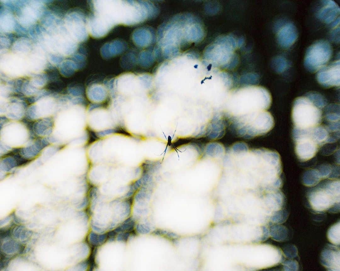 田島貴男さんのインスタグラム写真 - (田島貴男Instagram)「#フィルムカメラ #nikonfa」10月22日 21時16分 - tajimatakao