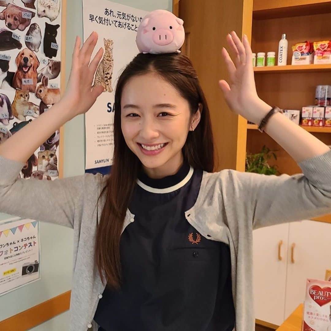 日曜劇場『危険なビーナス』【公式】さんのインスタグラム写真 - (日曜劇場『危険なビーナス』【公式】Instagram)「現場レポート　その25🐖🐖🐖 . . 第3️⃣話放送まであと3️⃣日✨ . . ここで私ブーナスから お知らせ...🐽 . こっそり池田動物病院の受付嬢として(?) 本編に出演させていただいている (そしてキュートすぎる百合華さんの頭の上にまでお邪魔している) ちっちゃな私🐷 . どうやら皆様にGetしていただけるチャンスが...💕 なにやらお友達も増えるとか増えないとか🐖🐖 . 発表をお待ちください😳 . . #日曜劇場 #危険なビーナス #東野圭吾 #ブーナス #ブーナスの現場レポート #妻夫木聡 #吉高由里子 #ディーンフジオカ #染谷将太 #中村アン #堀田真由 #結木滉星 #福田麻貴 #3時のヒロイン #R指定 #CreepyNuts #麻生祐未 #坂井真紀 #安蘭けい #田口浩正 #池内万作 #栗田芳宏 #栗原英雄 #斉藤由貴 #戸田恵子 #小日向文世」10月22日 21時20分 - kikenna_venus_tbs