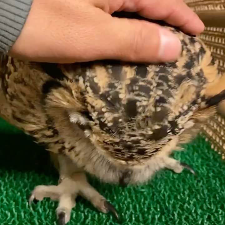 GEN3 Owlのインスタグラム：「嘴と爪のメンテに行ってきました。 Maintained Garu's beak and claws. #owl #owlgaru」