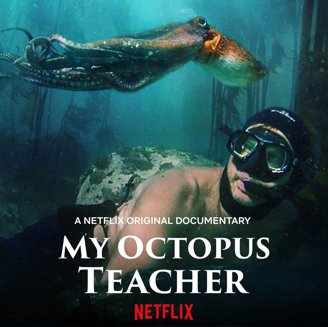 Jackson Harriesさんのインスタグラム写真 - (Jackson HarriesInstagram)「Documentary Recommendation!! 🙌🏼🎥 Have you seen My Octopus Teacher yet? I think this is my favourite film of the year. 🐙🐙🐙  I’ve always loved swimming in the ocean. There’s something about holding your breath and going under that’s like entering another planet. The gentle crackle of shells rubbing against one another, the way the light dances and refracts through the water and the otherworldly creatures that live there. In many ways the ocean is the last great wilderness on earth.  In this beautiful documentary the filmmakers bring this world to life. My Octopus Teacher tells the moving story of how Craig Foster came to befriend and octopus over the course of a year. The filmmakers capture this underwater world through stunning cinematography and masterful editing - no easy feat given that much of the footage was recorded whilst the filmmaker held his breath.   Whilst on the surface the film is a traditional love story between Craig and this incredible creature, there is a much larger narrative at play; one that questions our perception of animals and hints at an intelligence beyond our perception. I couldn’t reccomend this film more highly!! 🤙🏼🙏🏼」10月22日 21時35分 - jackharries