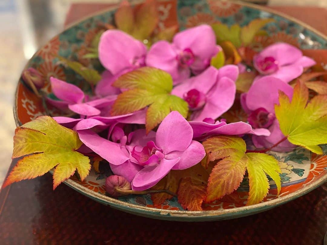 IKKO【公式】さんのインスタグラム写真 - (IKKO【公式】Instagram)「美 再生　定番+αの法則〜笑😀🙌🙌  私の定番　胡蝶蘭の美 再生〜❤️❤️❤️ 今回は秋らしく木苺の紅葉した葉を浮かべて…🍁🍁🍁  なんかいい感じ〜❤️❤️❤️」10月22日 21時49分 - love_ikko