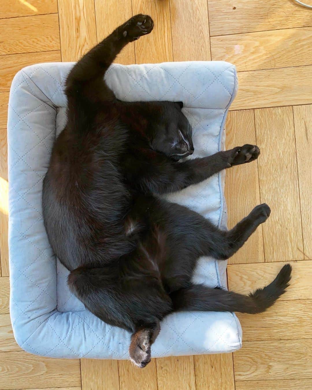 Aww Clubさんのインスタグラム写真 - (Aww ClubInstagram)「Me: Why does my back always hurt⠀ Also Me⠀ ⠀ 📷@ari_the_panther⠀ ⠀ #meowed #backpain #arithepanther #blackcat #sleepingposition」10月22日 22時00分 - meowed