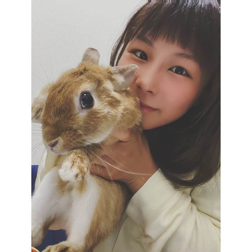 三浦彩佳のインスタグラム：「寒くなってきたけど茶太郎が暖かい🐇💕 暴れん坊で困っちゃう🤷‍♀️❤️  #茶太郎#ネザーランドドワーフ#ラビット#三浦彩佳#暴れん坊」