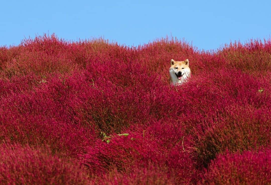 だいふくのインスタグラム：「♪こんにちは〜　こんにちは〜　コキアの国から〜　どうも、だいふくです🐶😊 beautiful  Kokia garden🍁 #コキア　#kokia  #flower #紅葉」