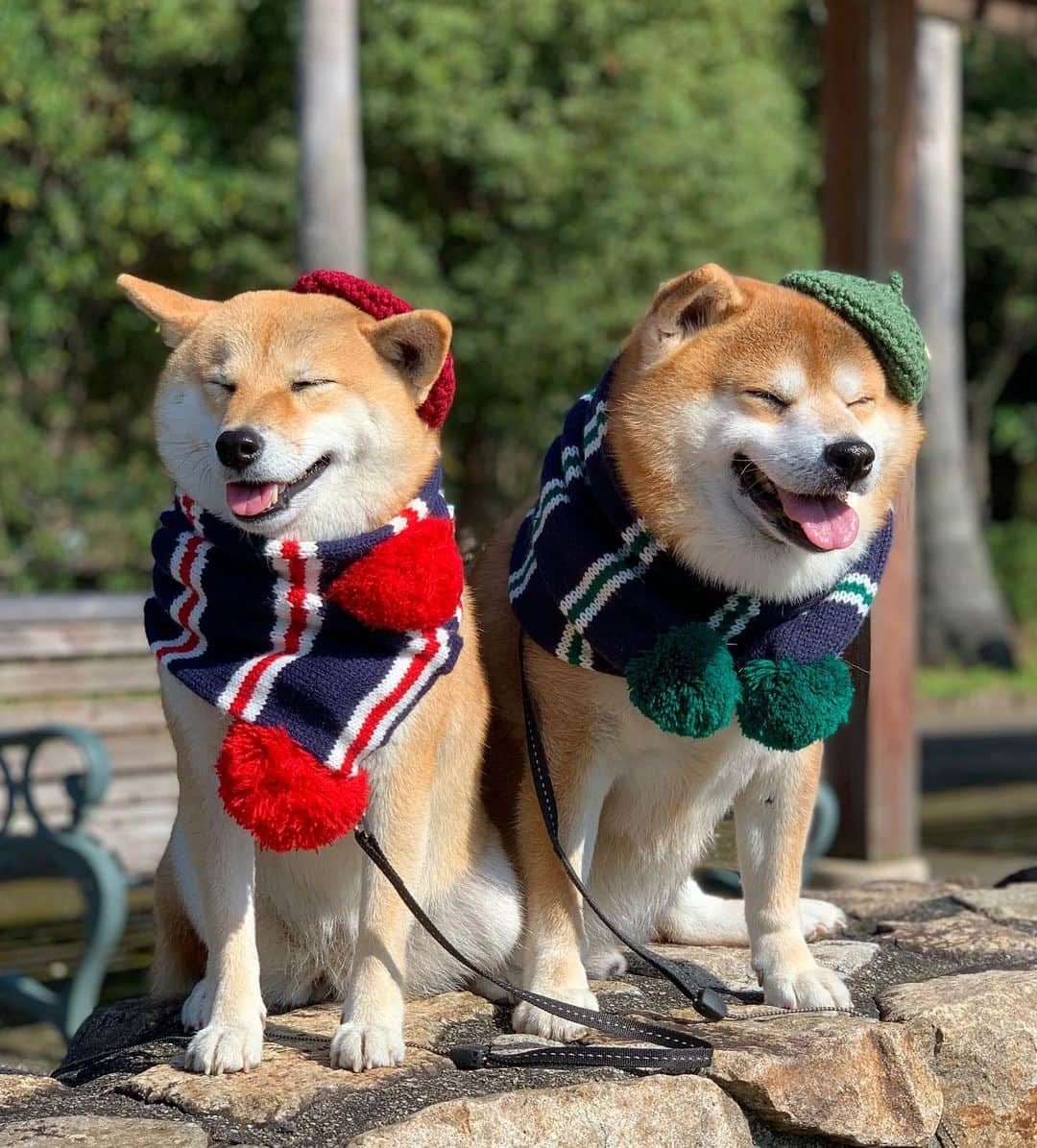 shibainu berryさんのインスタグラム写真 - (shibainu berryInstagram)「先日の朝散歩🐻🦊🧣 芸術の秋🎨🖌 帽子はいなちゃんママ @shibainuinari 作の #いい迷惑なニット帽 #ちょこんとニット帽 マフラーは先シーズンの冬終わりにセールでめちゃお安くて買ってしまった(人間の子供用)😆写真撮るの忘れてて涼しくなってきたから早速つけてみた❗️ 可愛く撮れた〜😍 #❤️迷子犬の掲示板四国 @maigo_dog_shikoku #めざせ迷子犬ゼロ👌 #柴犬 #べりやん #べりむく #多頭飼い #徳島 #berry #shiba #shibainu  #shibainumania #shibastagram #instashiba #ぷにっと部 #口角キュキュッと部  #チーム俺様 →部員絶賛募集中 #shiba_snap #proudshibas #west_dog_japan #サンデイ #instagramjapan #ふわもこ部 #pecoいぬ部 #pecotv #buzzfeedanimals #dogsofinstagram #9gag  @9gag @barked」10月22日 21時58分 - shibainu.berry