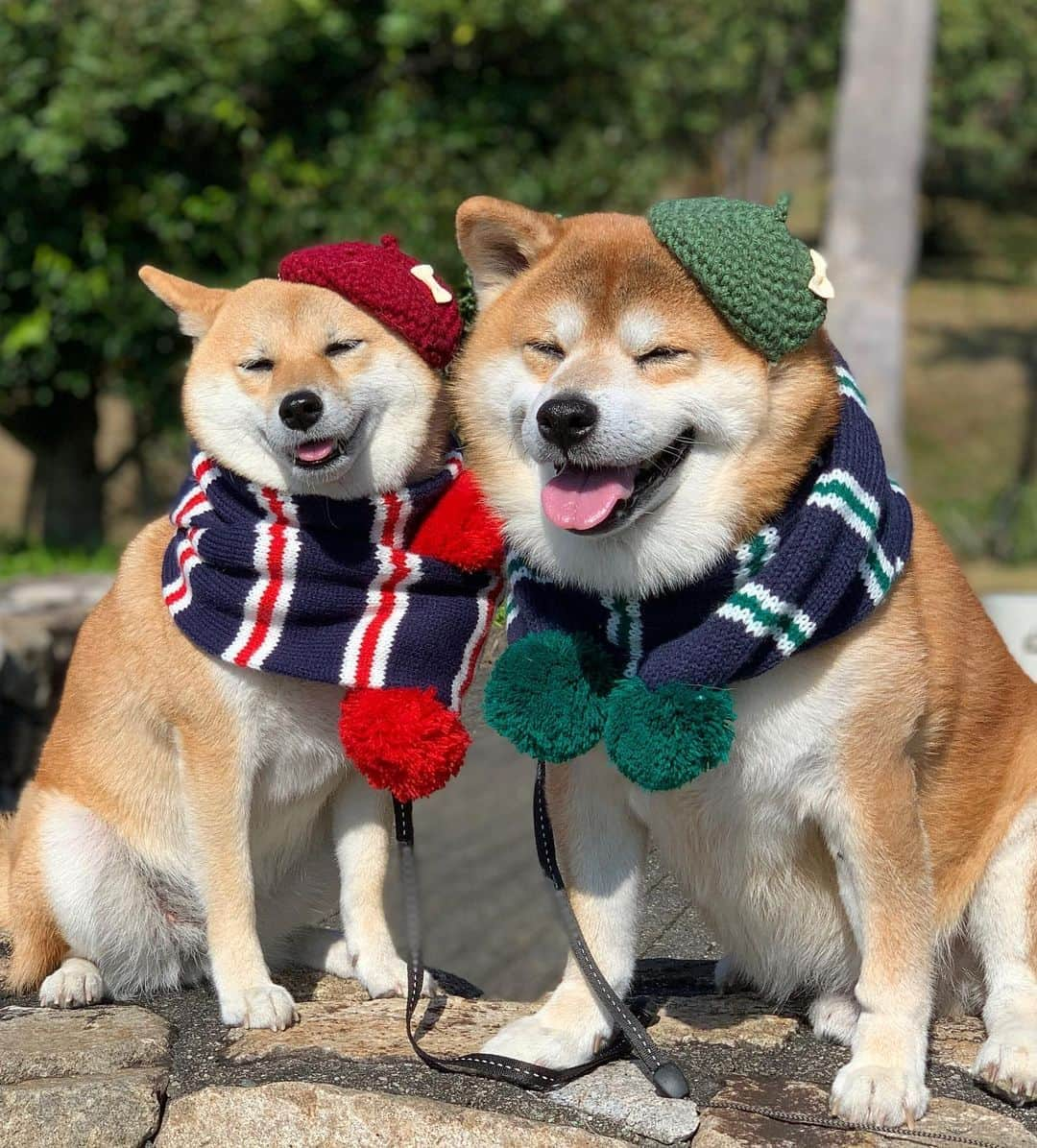 shibainu berryのインスタグラム