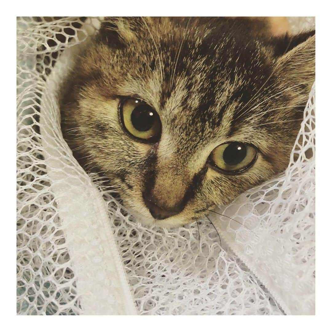 こむぎさんのインスタグラム写真 - (こむぎInstagram)「* 昨日のこと😂 この可愛い猫ちゃんが誰かと言うと、昨日ストーリーに載せていた子猫です〜🤗  LINEで突然届いた②枚目の写真💦 とある空港の敷地内で保護されて、里親さんが見つからないと💦 空港で保護できる時間も迫っていて、18時までと😂 慌ててストーリーに載せちゃいましたが、たくさんのDMありがとうございました🙇🏻 私の近所に住む夢ちゃんココちゃんの里親さんがちょうど先日2階のリフォームが終わったところで、隔離できる(とても広い😂)お部屋があり、LINEをくださったのも夢ちゃんの里親さん経由だったこともあり、そちらでお世話してもらうことになりました🤗 近くなら私もサポートできるし！ということで、空港までお迎えに行き無事に連れて帰ってきました〜🤗 危うく保健所に行くところだった子猫ちゃん、本当良かったよー😂  ③④枚目は後から受け取った写真。こんなに可愛い子だったなんて最初の写真じゃわからなかったよー🥺 ⑤枚目は移動中の写真🤗とってもいい子で運転中の私の方をずっと見てました😂  お迎えに行ったら大きなワンちゃん用のキャリーに入っていたのですごく小さな子猫に見えたのですが、今日病院へ連れて行ったら歯が生え変わっていたのでもう4〜6ヶ月くらいとのこと😳 年齢だいぶザックリ😂 でも体重は1.3キロしかありませんでした💦 こんなガリガリでどうやって生きてたのか💦 しかも右耳に小さな切れ込みが🙀 確かに早い子だと生後4ヶ月で盛りが来て避妊手術するパターンもあるけれど、サクラカットにしては小さ過ぎるし、ただの怪我？サクラカット？謎が多い猫ちゃんです😂 本当にサクラ猫だとしたら1匹でご飯も食べられずあんなところにいることあるのかなぁ😂  まだ怖がってるけどネットに入れたらお膝抱っこもできるし、顎の下も気持ち良さそうにしてくれました🤗 慣れてくれるのは早そうだなと思っていますー！ ブロードラインと1回目のワクチンもしてもらい、キャリア検査(猫エイズ猫白血病)も無事に陰性！！👏 痩せているものの元気そうで良かったー！ ご飯もモリモリ食べれるようになったよ！😋 岐阜愛知三重あたりでボチボチと里親募集していこうかなと思っています。 仮の名前はそらちゃんですー🤗 崩壊現場の里親募集中の子たちもまだまだたくさんいるけど、そらちゃんもまた時々投稿していきますー！ よろしくお願いします🤗✨ #里親募集 #里親募集中 #空港のそらちゃん」10月22日 21時59分 - tomochunba
