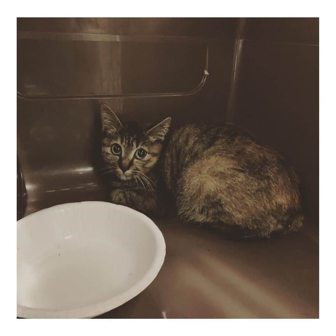 こむぎさんのインスタグラム写真 - (こむぎInstagram)「* 昨日のこと😂 この可愛い猫ちゃんが誰かと言うと、昨日ストーリーに載せていた子猫です〜🤗  LINEで突然届いた②枚目の写真💦 とある空港の敷地内で保護されて、里親さんが見つからないと💦 空港で保護できる時間も迫っていて、18時までと😂 慌ててストーリーに載せちゃいましたが、たくさんのDMありがとうございました🙇🏻 私の近所に住む夢ちゃんココちゃんの里親さんがちょうど先日2階のリフォームが終わったところで、隔離できる(とても広い😂)お部屋があり、LINEをくださったのも夢ちゃんの里親さん経由だったこともあり、そちらでお世話してもらうことになりました🤗 近くなら私もサポートできるし！ということで、空港までお迎えに行き無事に連れて帰ってきました〜🤗 危うく保健所に行くところだった子猫ちゃん、本当良かったよー😂  ③④枚目は後から受け取った写真。こんなに可愛い子だったなんて最初の写真じゃわからなかったよー🥺 ⑤枚目は移動中の写真🤗とってもいい子で運転中の私の方をずっと見てました😂  お迎えに行ったら大きなワンちゃん用のキャリーに入っていたのですごく小さな子猫に見えたのですが、今日病院へ連れて行ったら歯が生え変わっていたのでもう4〜6ヶ月くらいとのこと😳 年齢だいぶザックリ😂 でも体重は1.3キロしかありませんでした💦 こんなガリガリでどうやって生きてたのか💦 しかも右耳に小さな切れ込みが🙀 確かに早い子だと生後4ヶ月で盛りが来て避妊手術するパターンもあるけれど、サクラカットにしては小さ過ぎるし、ただの怪我？サクラカット？謎が多い猫ちゃんです😂 本当にサクラ猫だとしたら1匹でご飯も食べられずあんなところにいることあるのかなぁ😂  まだ怖がってるけどネットに入れたらお膝抱っこもできるし、顎の下も気持ち良さそうにしてくれました🤗 慣れてくれるのは早そうだなと思っていますー！ ブロードラインと1回目のワクチンもしてもらい、キャリア検査(猫エイズ猫白血病)も無事に陰性！！👏 痩せているものの元気そうで良かったー！ ご飯もモリモリ食べれるようになったよ！😋 岐阜愛知三重あたりでボチボチと里親募集していこうかなと思っています。 仮の名前はそらちゃんですー🤗 崩壊現場の里親募集中の子たちもまだまだたくさんいるけど、そらちゃんもまた時々投稿していきますー！ よろしくお願いします🤗✨ #里親募集 #里親募集中 #空港のそらちゃん」10月22日 21時59分 - tomochunba