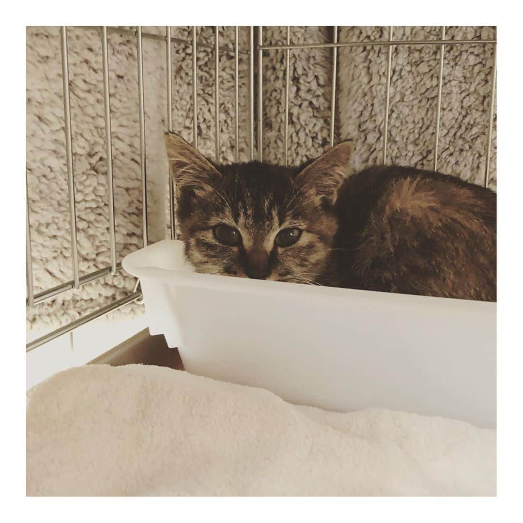 こむぎのインスタグラム：「* 昨日のこと😂 この可愛い猫ちゃんが誰かと言うと、昨日ストーリーに載せていた子猫です〜🤗  LINEで突然届いた②枚目の写真💦 とある空港の敷地内で保護されて、里親さんが見つからないと💦 空港で保護できる時間も迫っていて、18時までと😂 慌ててストーリーに載せちゃいましたが、たくさんのDMありがとうございました🙇🏻 私の近所に住む夢ちゃんココちゃんの里親さんがちょうど先日2階のリフォームが終わったところで、隔離できる(とても広い😂)お部屋があり、LINEをくださったのも夢ちゃんの里親さん経由だったこともあり、そちらでお世話してもらうことになりました🤗 近くなら私もサポートできるし！ということで、空港までお迎えに行き無事に連れて帰ってきました〜🤗 危うく保健所に行くところだった子猫ちゃん、本当良かったよー😂  ③④枚目は後から受け取った写真。こんなに可愛い子だったなんて最初の写真じゃわからなかったよー🥺 ⑤枚目は移動中の写真🤗とってもいい子で運転中の私の方をずっと見てました😂  お迎えに行ったら大きなワンちゃん用のキャリーに入っていたのですごく小さな子猫に見えたのですが、今日病院へ連れて行ったら歯が生え変わっていたのでもう4〜6ヶ月くらいとのこと😳 年齢だいぶザックリ😂 でも体重は1.3キロしかありませんでした💦 こんなガリガリでどうやって生きてたのか💦 しかも右耳に小さな切れ込みが🙀 確かに早い子だと生後4ヶ月で盛りが来て避妊手術するパターンもあるけれど、サクラカットにしては小さ過ぎるし、ただの怪我？サクラカット？謎が多い猫ちゃんです😂 本当にサクラ猫だとしたら1匹でご飯も食べられずあんなところにいることあるのかなぁ😂  まだ怖がってるけどネットに入れたらお膝抱っこもできるし、顎の下も気持ち良さそうにしてくれました🤗 慣れてくれるのは早そうだなと思っていますー！ ブロードラインと1回目のワクチンもしてもらい、キャリア検査(猫エイズ猫白血病)も無事に陰性！！👏 痩せているものの元気そうで良かったー！ ご飯もモリモリ食べれるようになったよ！😋 岐阜愛知三重あたりでボチボチと里親募集していこうかなと思っています。 仮の名前はそらちゃんですー🤗 崩壊現場の里親募集中の子たちもまだまだたくさんいるけど、そらちゃんもまた時々投稿していきますー！ よろしくお願いします🤗✨ #里親募集 #里親募集中 #空港のそらちゃん」