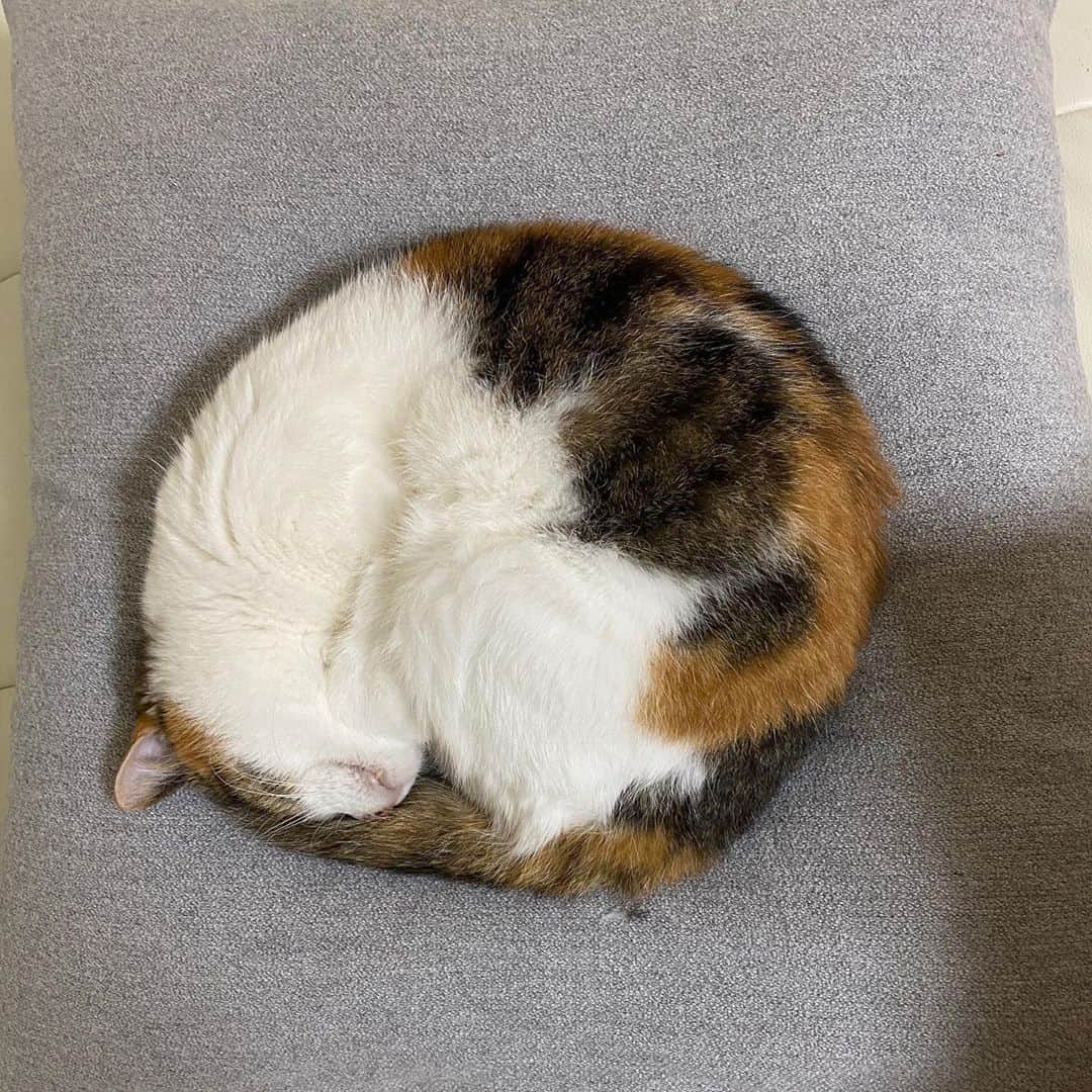 三好春奈のインスタグラム：「ふっと見たら完璧なニャンモナイトがそこに…  #cat #ねこ #にゃんもないと #三毛猫」