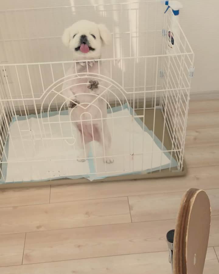 こなつのインスタグラム：「💈🛁トリミングのお迎え行った瞬間🥺💕」