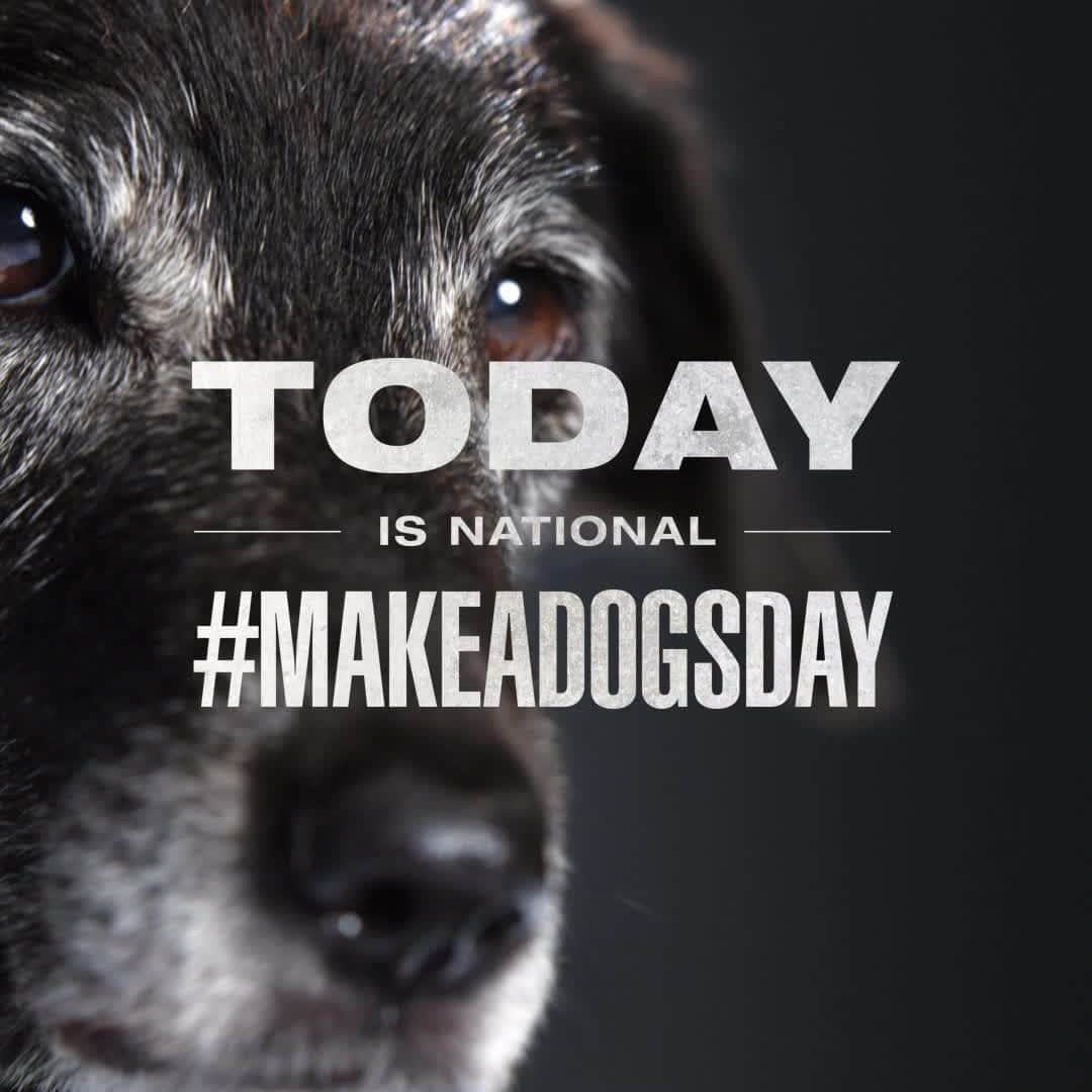 のインスタグラム：「How will you ever repay all that unconditional love? Well, today is the perfect day to start! Do something extra fun and special for your dog today and share a photo or story with the world using #MakeADogsDay. Your dog would definitely do it for you!」