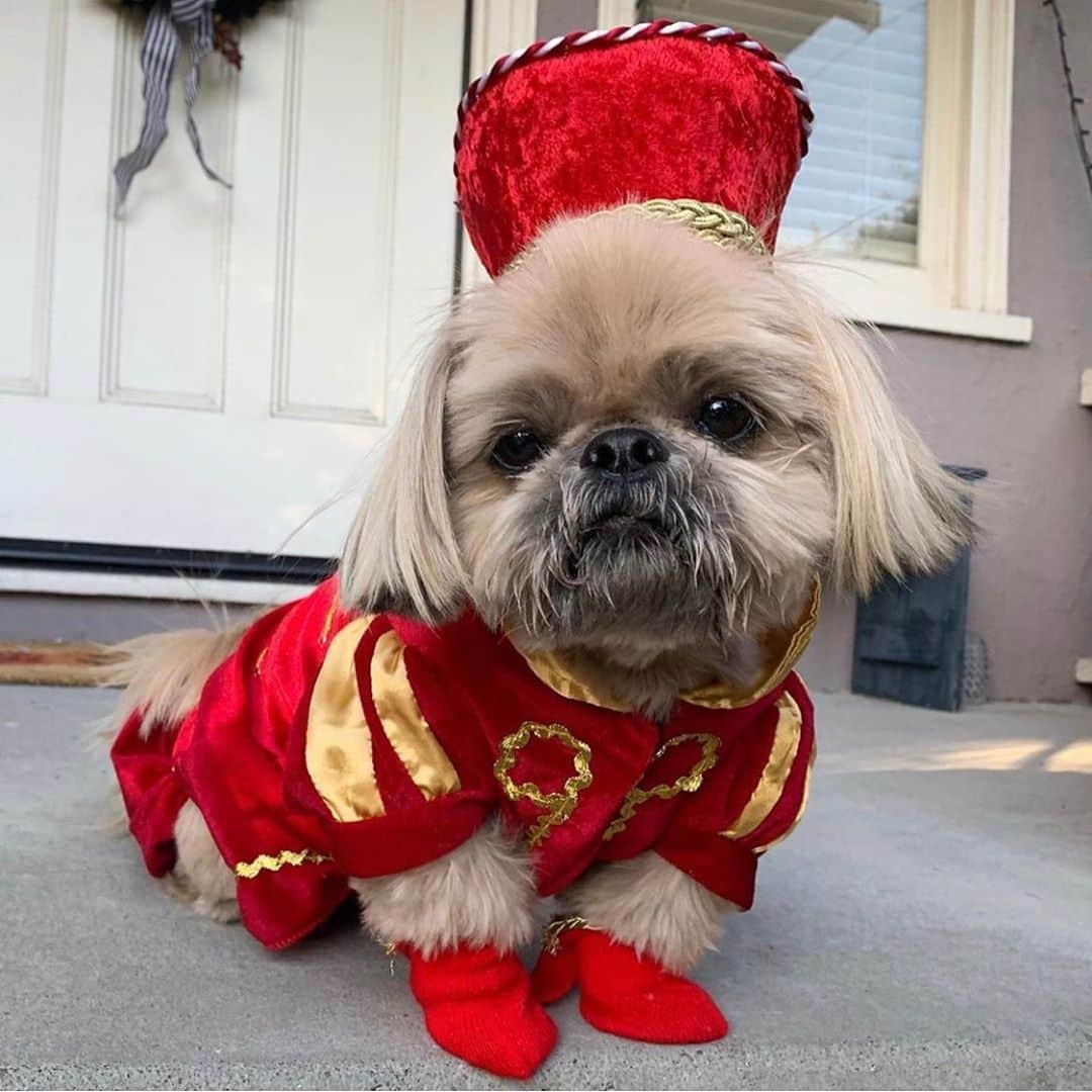 Dougie the Shih Tzuさんのインスタグラム写真 - (Dougie the Shih TzuInstagram)「Another #throwbackthursday from Lord Farquaad」10月22日 22時43分 - dailydougie
