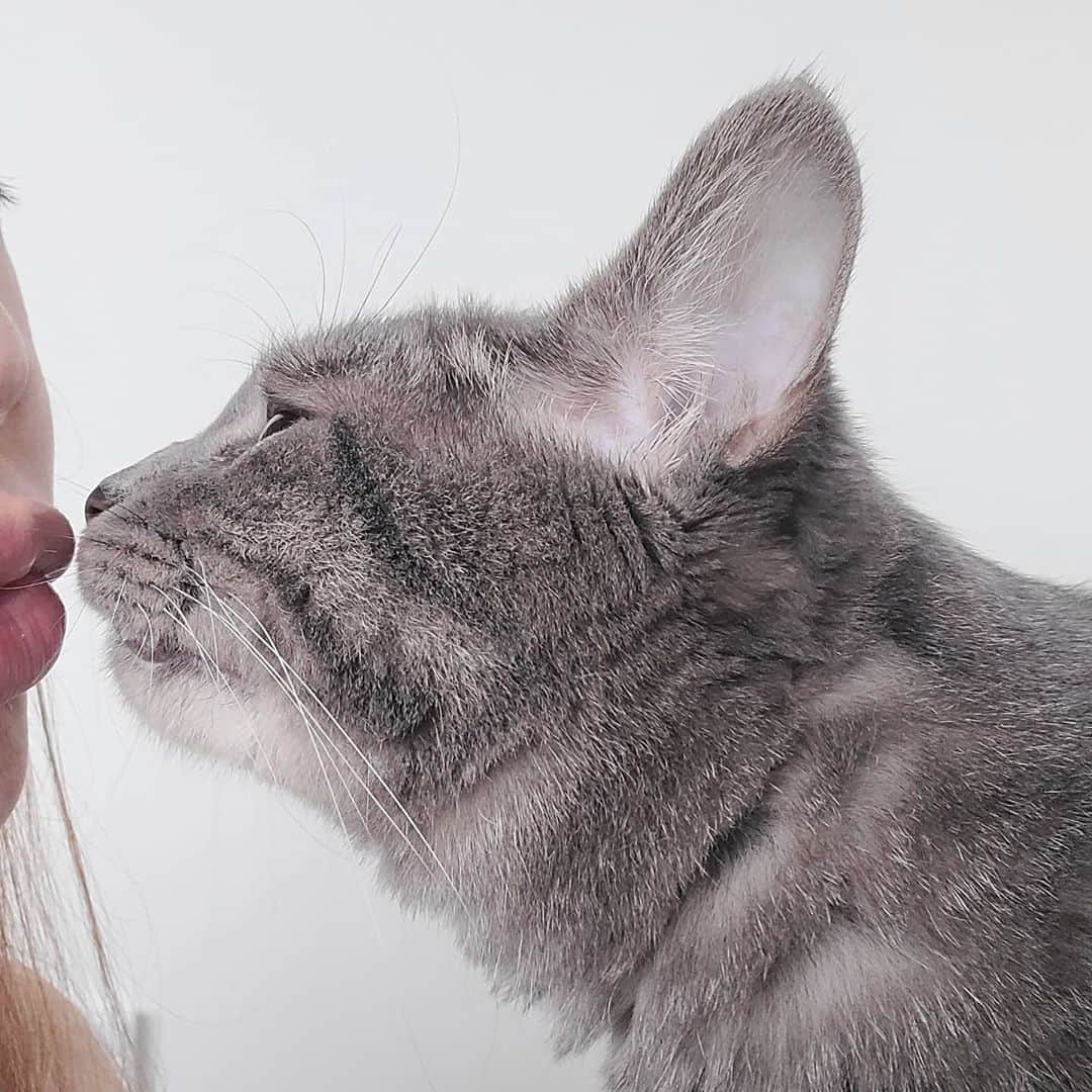サニー のインスタグラム：「오구오구 내스키♡ 주디 일로 갖고 온나♡♡ #뽀뽀냥이 #후추」
