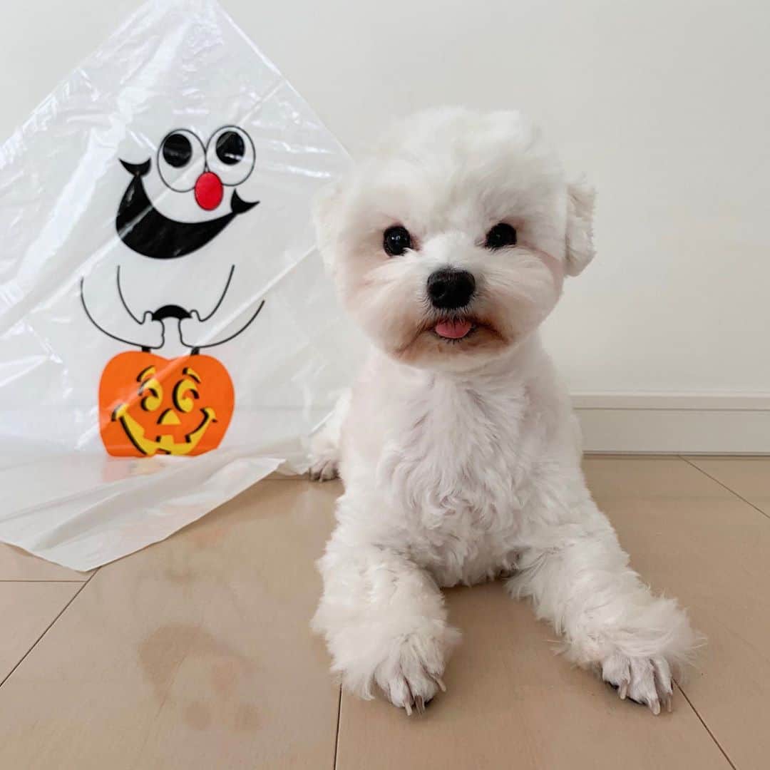 セロリさんのインスタグラム写真 - (セロリInstagram)「【オバケになりたい白いの】 僕もオバケになれるかな。 僕のオバケは少し雑なキッチンペーパー製っっっ。 去年はティッシュペーパー製だったよ。 #maltese #マルチーズ #アレルギー #ハロウィン #halloween #キッチンペーパー #malteseofinstagram #maltese101 #malteser #malteseofficial #maltesedog #dog #instadog #dogstagram #dogoftheday #doglovers #instapet #adorable #ilovemydog  #ペット #わんこ #ふわもこ部 #犬のいる暮らし #いぬら部  #いぬすたぐらむ #イッヌ」10月22日 22時45分 - celeryrabbit