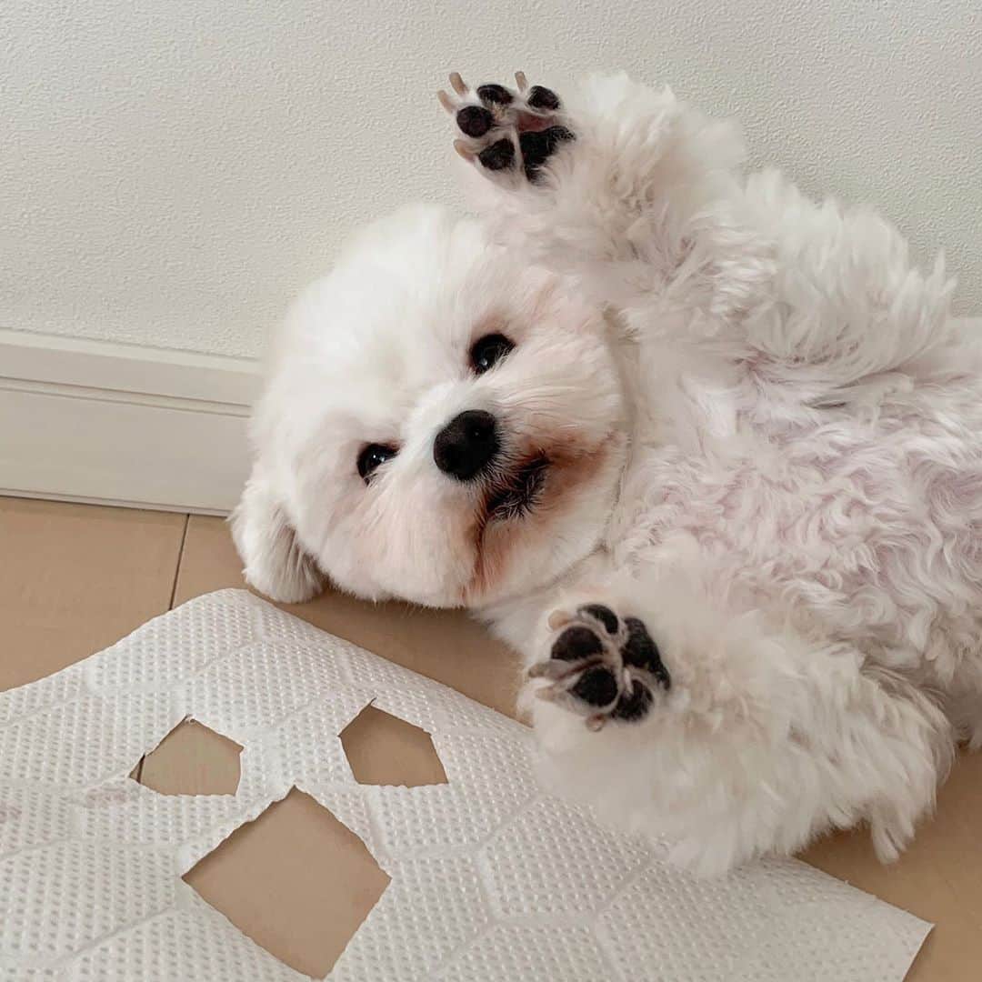 セロリさんのインスタグラム写真 - (セロリInstagram)「【オバケになりたい白いの】 僕もオバケになれるかな。 僕のオバケは少し雑なキッチンペーパー製っっっ。 去年はティッシュペーパー製だったよ。 #maltese #マルチーズ #アレルギー #ハロウィン #halloween #キッチンペーパー #malteseofinstagram #maltese101 #malteser #malteseofficial #maltesedog #dog #instadog #dogstagram #dogoftheday #doglovers #instapet #adorable #ilovemydog  #ペット #わんこ #ふわもこ部 #犬のいる暮らし #いぬら部  #いぬすたぐらむ #イッヌ」10月22日 22時45分 - celeryrabbit