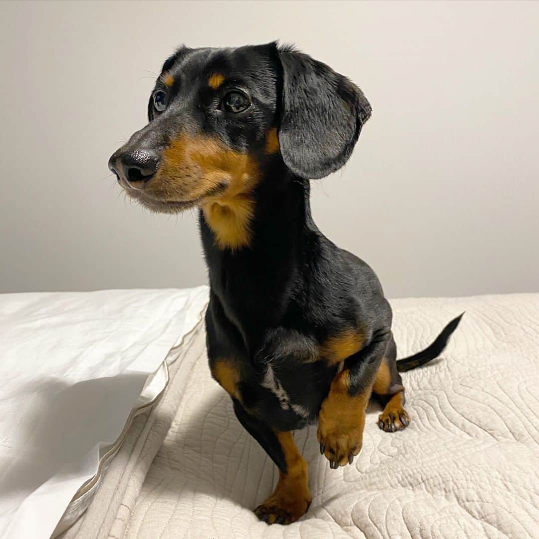 Crusoe the Celebrity Dachshundのインスタグラム：「“My birthday is next Wednesday! Do you know how old I’m turning?! And second question, did you send me lavish gifts?!” ~ Crusoe」