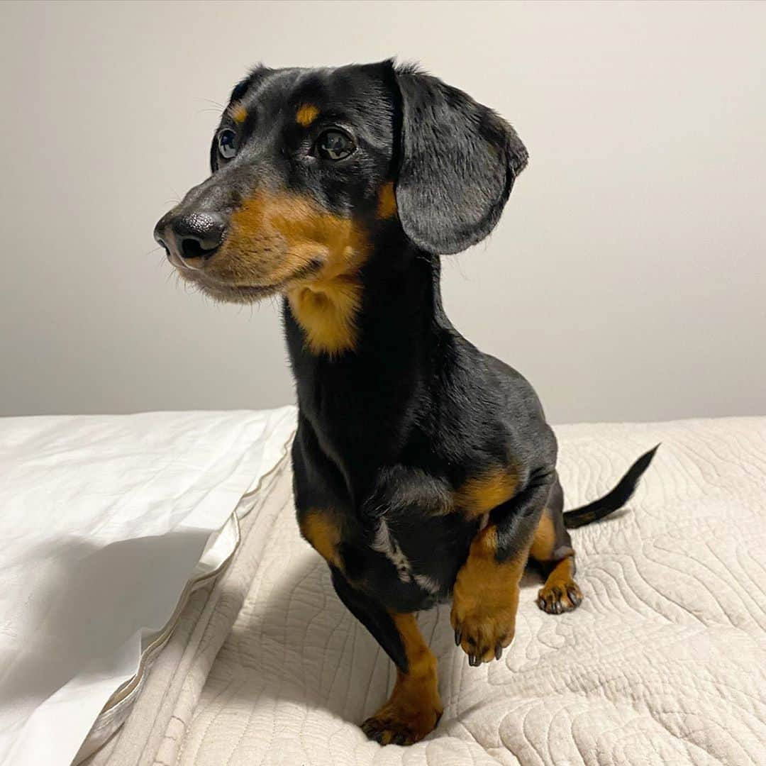 Crusoe the Celebrity Dachshundさんのインスタグラム写真 - (Crusoe the Celebrity DachshundInstagram)「“My birthday is next Wednesday! Do you know how old I’m turning?! And second question, did you send me lavish gifts?!” ~ Crusoe」10月22日 23時01分 - crusoe_dachshund