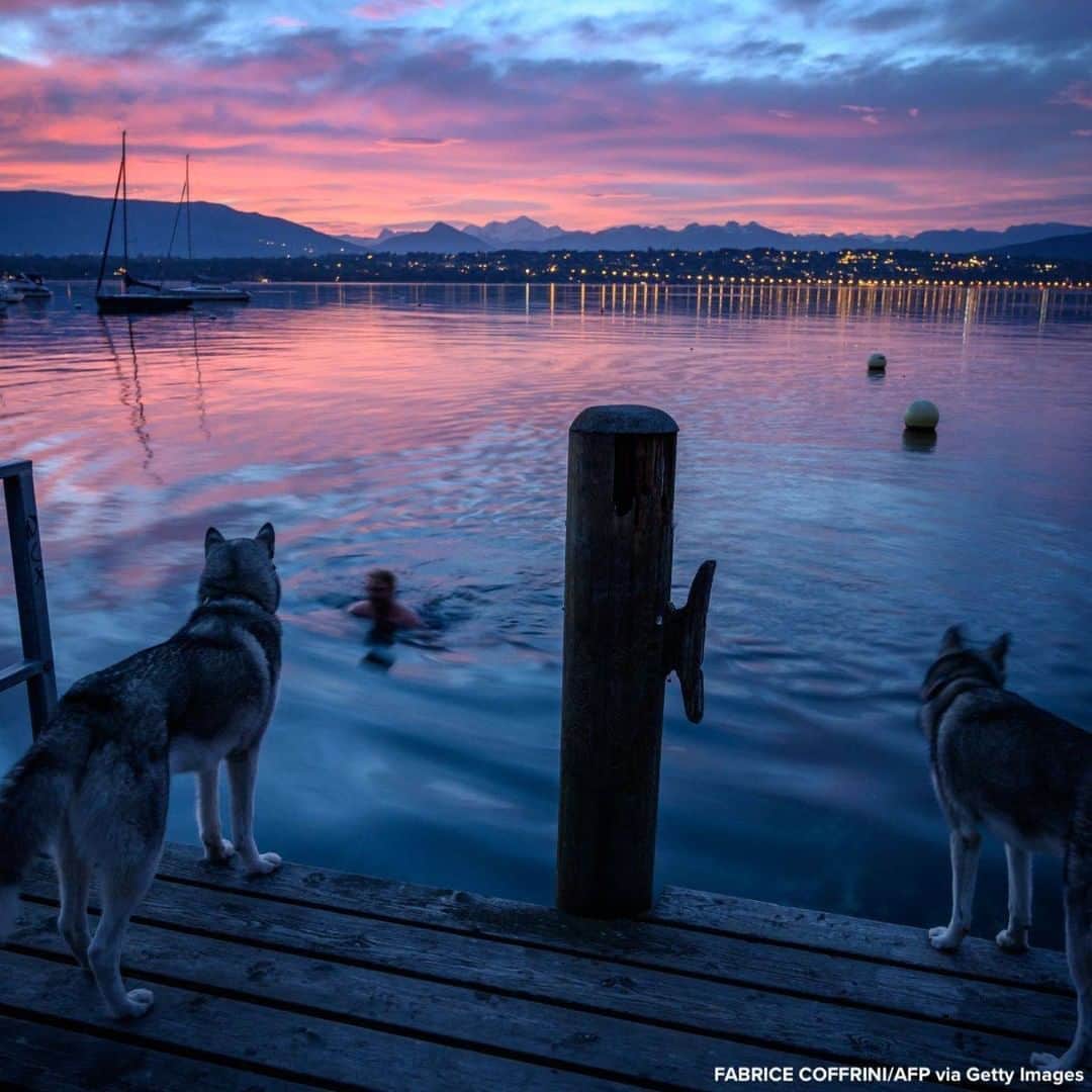ABC Newsさんのインスタグラム写真 - (ABC NewsInstagram)「Two husky dogs watch their master swimming in Lake Geneva at sunrise.」10月22日 22時57分 - abcnews