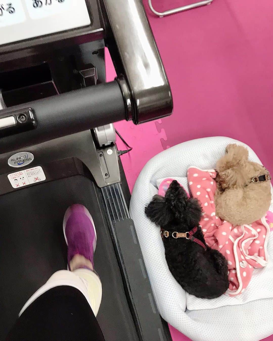 井上貴子さんのインスタグラム写真 - (井上貴子Instagram)「大切な命。 紅緒と柊音は 大切な大切なムスメたち。  感動する気持ちとか 尊敬する気持ちとか  どんな風になっているのか よくわからないけど 色んなことを体験させてあげたいと いう思いは常にある。  今日は 池袋のあまり行かない西口の方へ お散歩に行き、新しい野外劇場的なところでコーヒータイムにしたんだけど…  なんと！ 舞台の人達が通し稽古みたいなことしてて… 野外なのに凄く声が通るし噛まないし… 紅緒も柊音も釘付け（笑）  しばらく観させて頂いた。  舞台俳優さんたちの パワーと 真剣な緊張感^ ^  アタシも改めて 気が引き締まりました。  そして2枚目は 風船でパパパーっと 紅緒と柊音を作っちゃう LLPW-Xのスタッフ^ ^  サイコー。  そしてそして アタシのライフワークに いつも付き合ってくれる…  付き合わせている…  （笑）  ありがとう^ ^ 色んな気持ち… ありがとう^ ^  Happyで^ ^  コロナ禍に携わる 全てのお仕事の皆様。  心から 感謝しています。  引き続き油断せず お気をつけて お過ごし下さいませ。  #井上貴子  #LLPWX #女子プロレス #紅緒と柊音 #トイプードル #イチナナ動画配信25日20時 #TikTokはじめてみた #Twitterも見てね #舞台俳優すげー #池袋西口野外劇場 #スタッフの作る風船アート #ライフワーク #色んな気持ちありがとう #感謝 #STOPCOVID19」10月22日 22時58分 - takaco_inoue