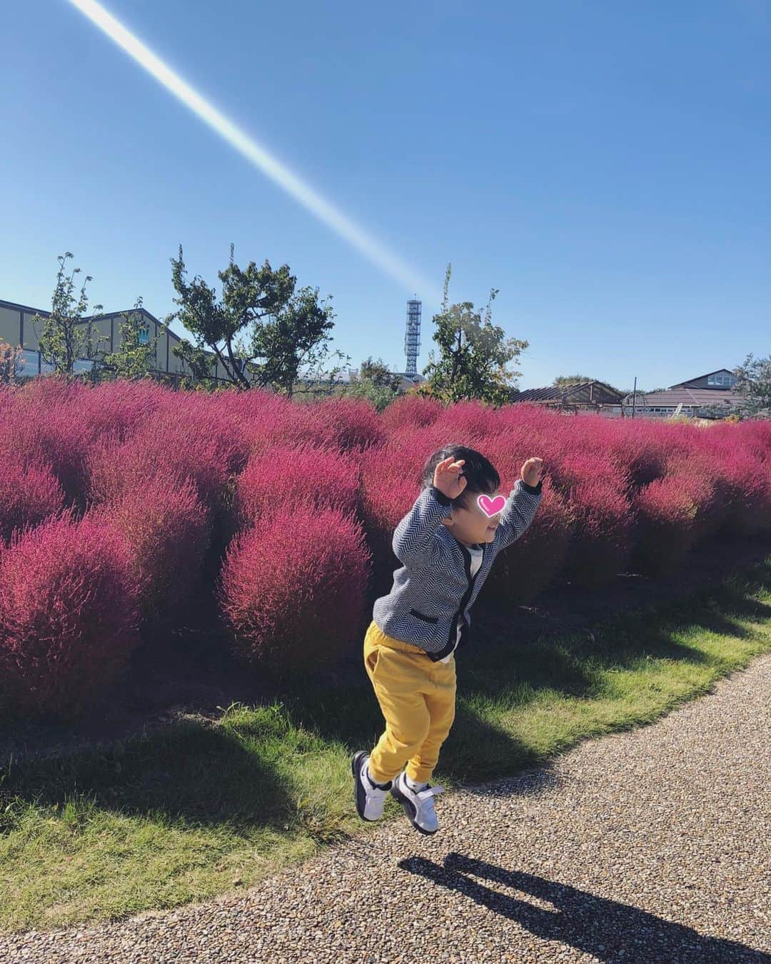 本田朋子さんのインスタグラム写真 - (本田朋子Instagram)「秋の草花が鮮やか。 コキアも紅く色づいています。 息子ものびのびと育っております笑  #新潟 #のんびり  #アルパカさん #お食事中」10月22日 23時05分 - tomoko_honda_official_phonics