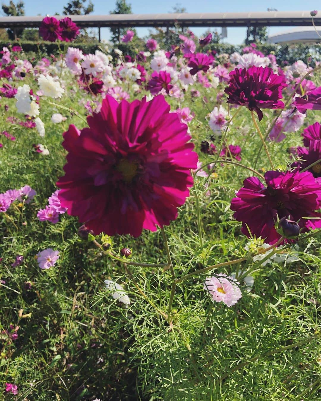 本田朋子さんのインスタグラム写真 - (本田朋子Instagram)「秋の草花が鮮やか。 コキアも紅く色づいています。 息子ものびのびと育っております笑  #新潟 #のんびり  #アルパカさん #お食事中」10月22日 23時05分 - tomoko_honda_official_phonics