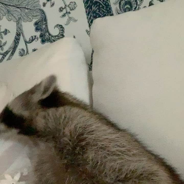 パンプキンのインスタグラム：「Those little hands though!  This is the last video I have of me and my girl Pumps. She loved to cuddle and “groom” me. ❤️」