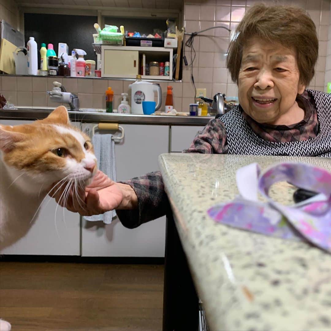Kachimo Yoshimatsuさんのインスタグラム写真 - (Kachimo YoshimatsuInstagram)「やっとバーバさんになれたようだ。 #うちの猫ら #oinari #バーバ #バーバと猫 #猫 #ねこ #cat #ネコ #catstagram #ネコ部 http://kachimo.exblog.jp」10月22日 23時40分 - kachimo