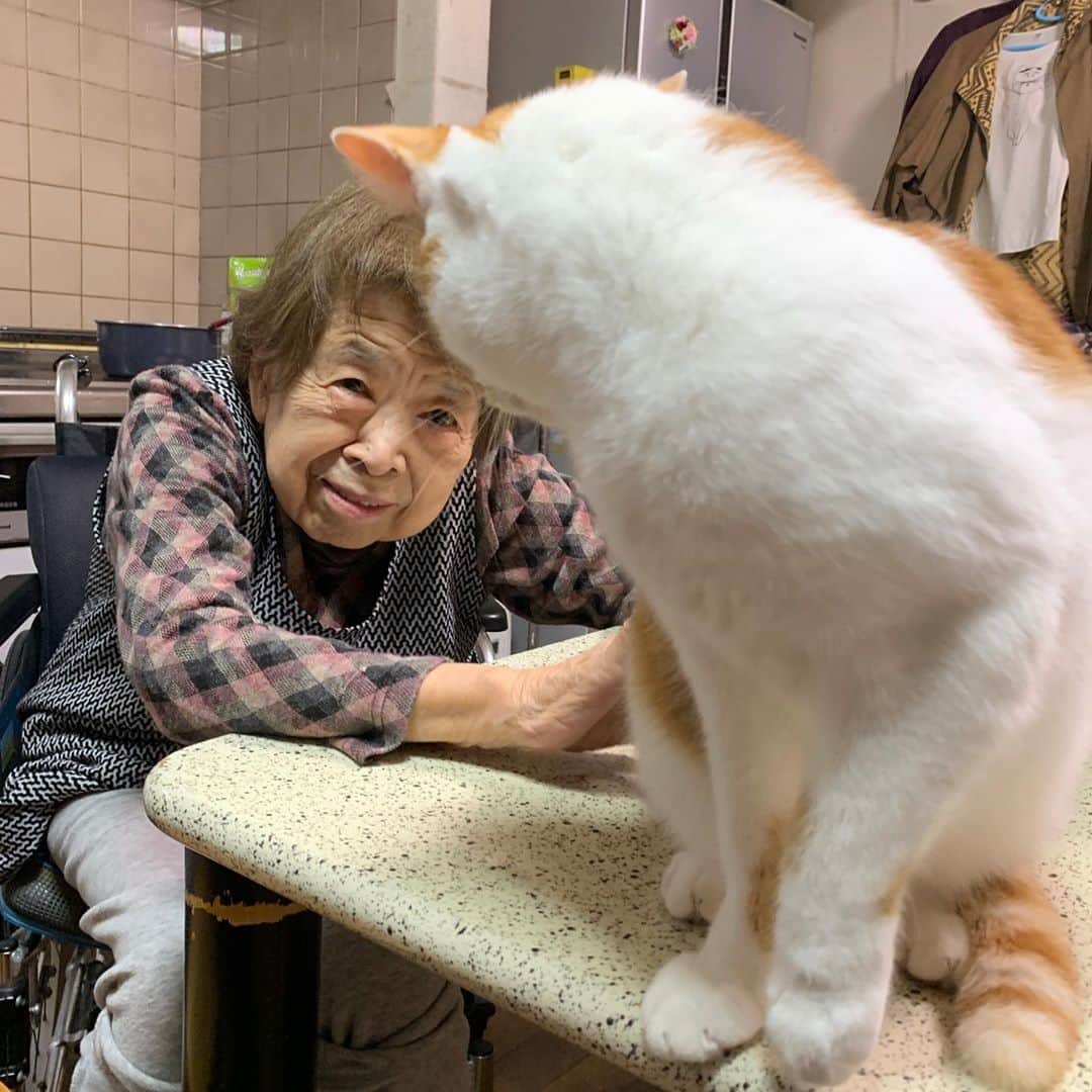 Kachimo Yoshimatsuさんのインスタグラム写真 - (Kachimo YoshimatsuInstagram)「やっとバーバさんになれたようだ。 #うちの猫ら #oinari #バーバ #バーバと猫 #猫 #ねこ #cat #ネコ #catstagram #ネコ部 http://kachimo.exblog.jp」10月22日 23時40分 - kachimo