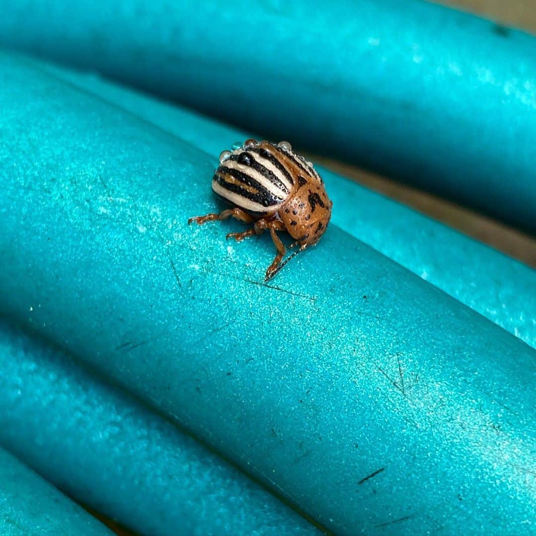 アナリン・マッコードのインスタグラム：「Can anybody tell me what this little darling is? (*here’s hoping she’s a little darling lol)」